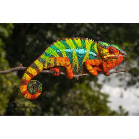 Furcifer pardalis ambilobe (coppia) 8-12 cm