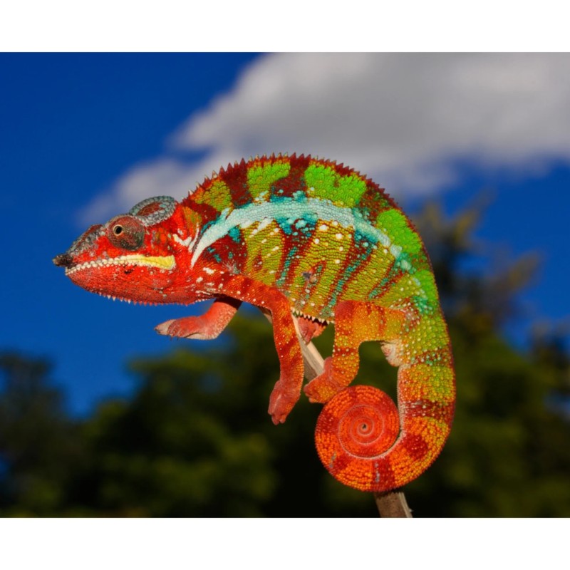 Furcifer pardalis ambilobe (coppia) 8-12 cm