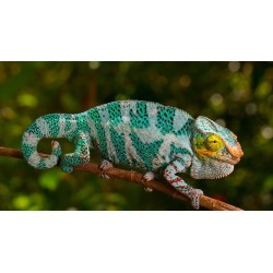 Furcifer pardalis nosy be (coppia) 8-12 cm
