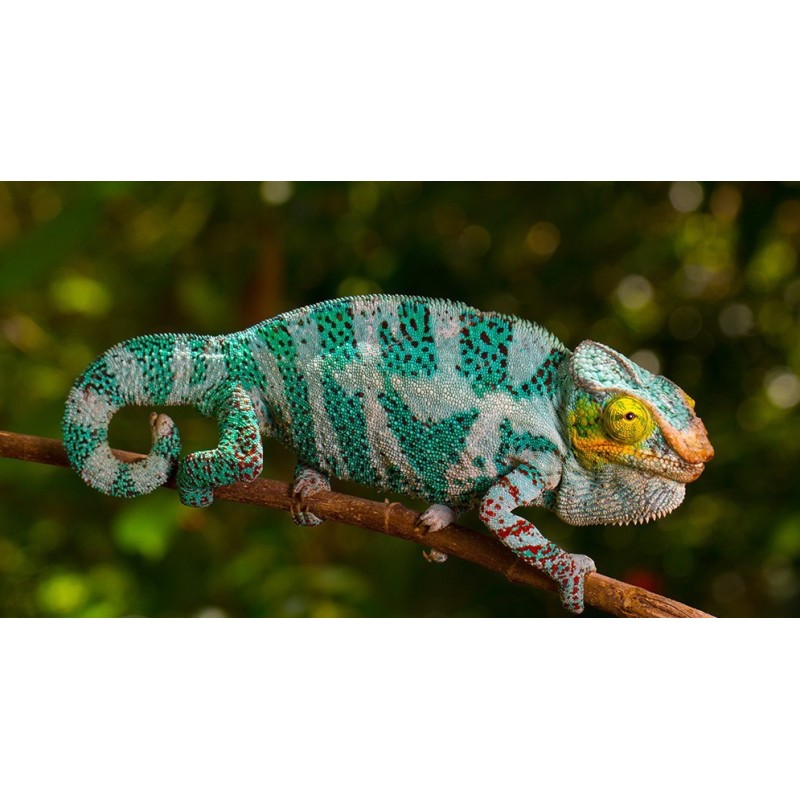 Furcifer pardalis nosy be (coppia) 8-12 cm