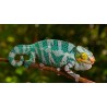 Furcifer pardalis nosy be (coppia) 8-12 cm