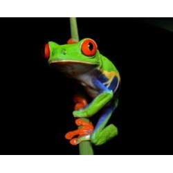 Agalychnis callidryas L