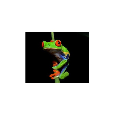 Agalychnis callidryas L