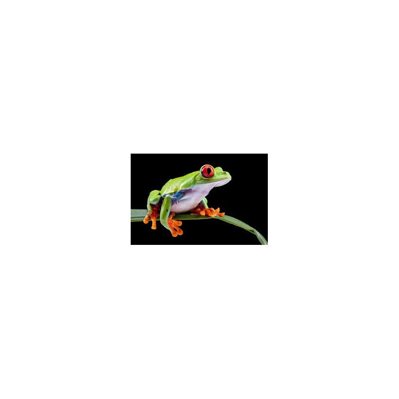Agalychnis callidryas L