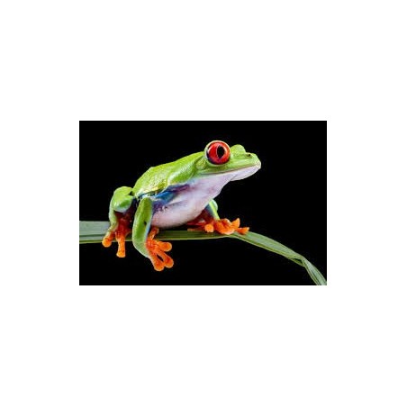 Agalychnis callidryas L