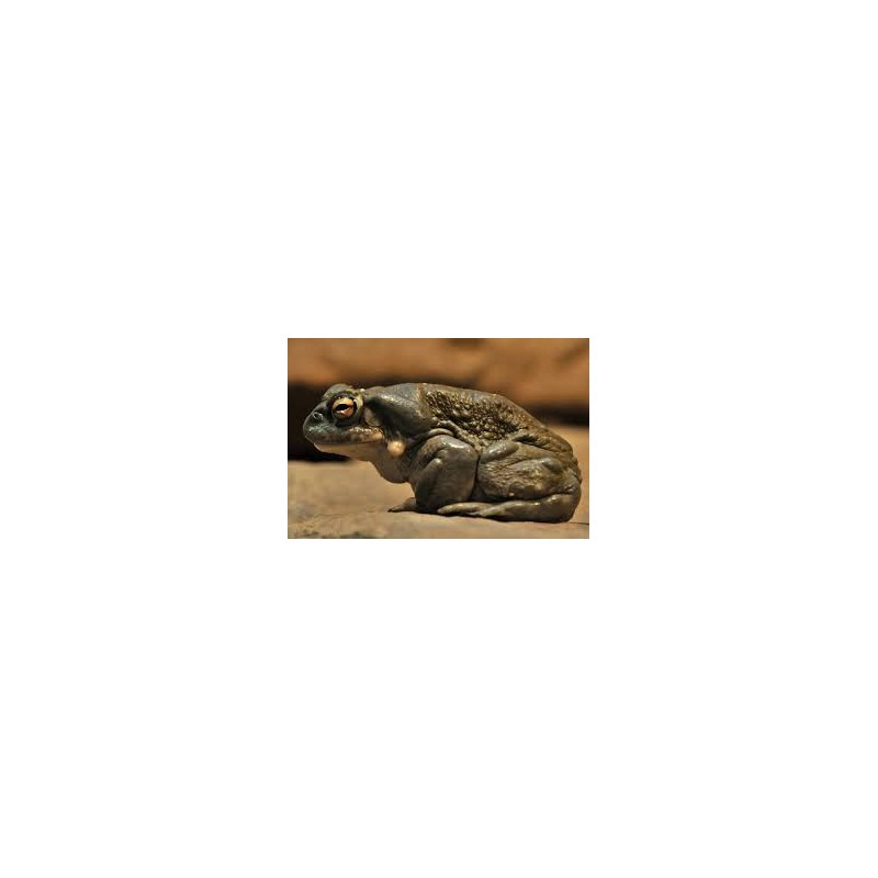 Bufo alvarius M-L