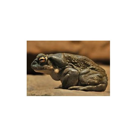 Bufo alvarius M-L