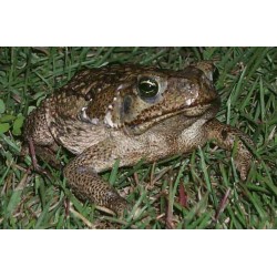 Bufo marinus M