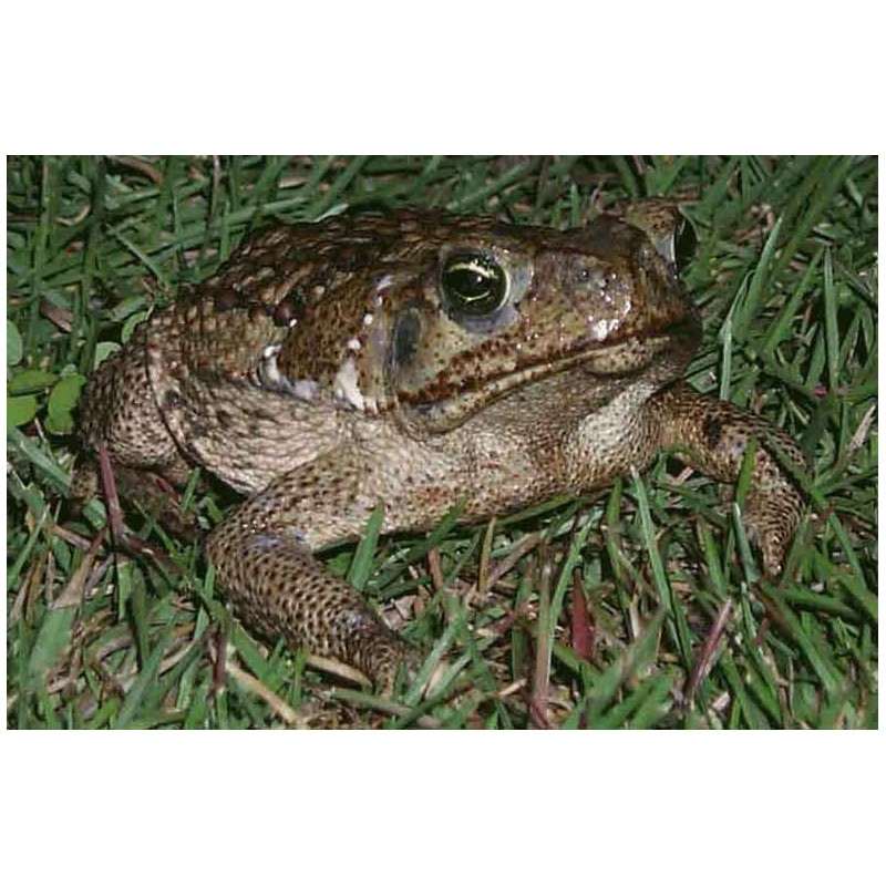 Bufo marinus M