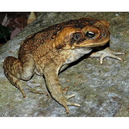 Bufo marinus M