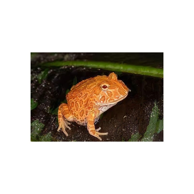 Ceratophrys cranwelli strawberry S