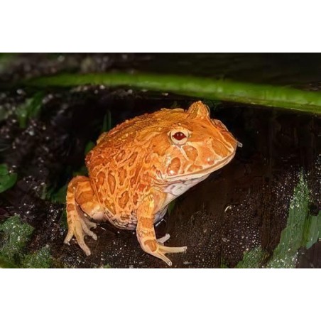 Ceratophrys cranwelli strawberry S