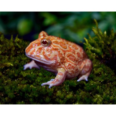 Ceratophrys cranwelli strawberry S
