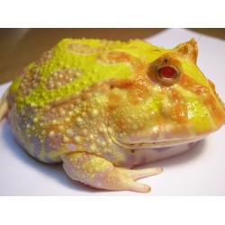 Ceratophrys cranwelli albino cb S