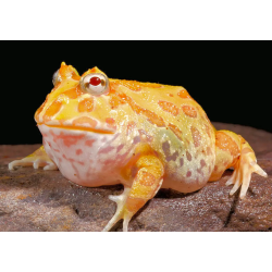 Ceratophrys cranwelli albino cb S
