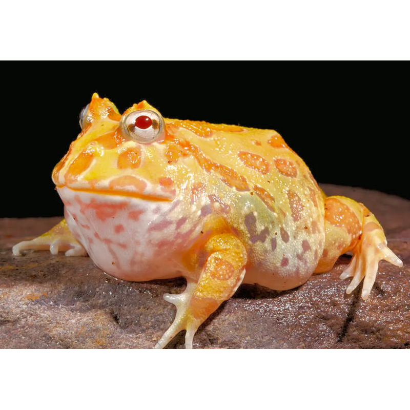 Ceratophrys cranwelli albino cb S