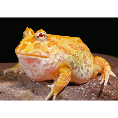 Ceratophrys cranwelli albino cb S