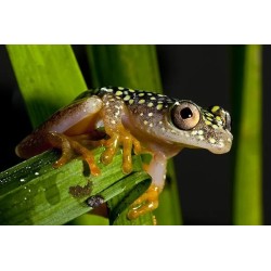 Heterixalus alboguttatus M