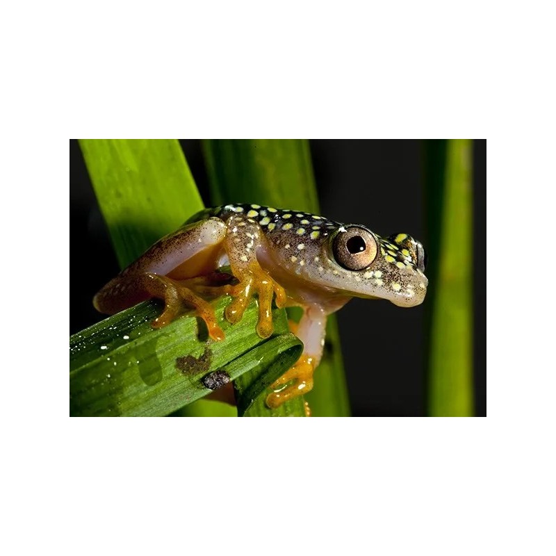 Heterixalus alboguttatus M