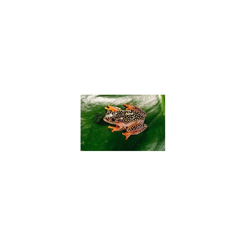Heterixalus alboguttatus M