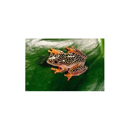Heterixalus alboguttatus M