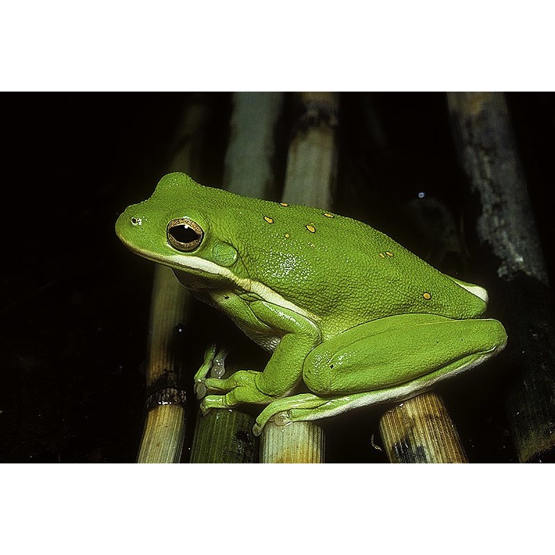 Hyla cinerea (raganella americana) M-L