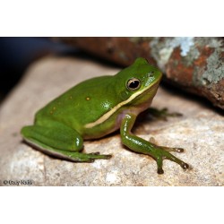 Hyla cinerea (raganella americana) M-L