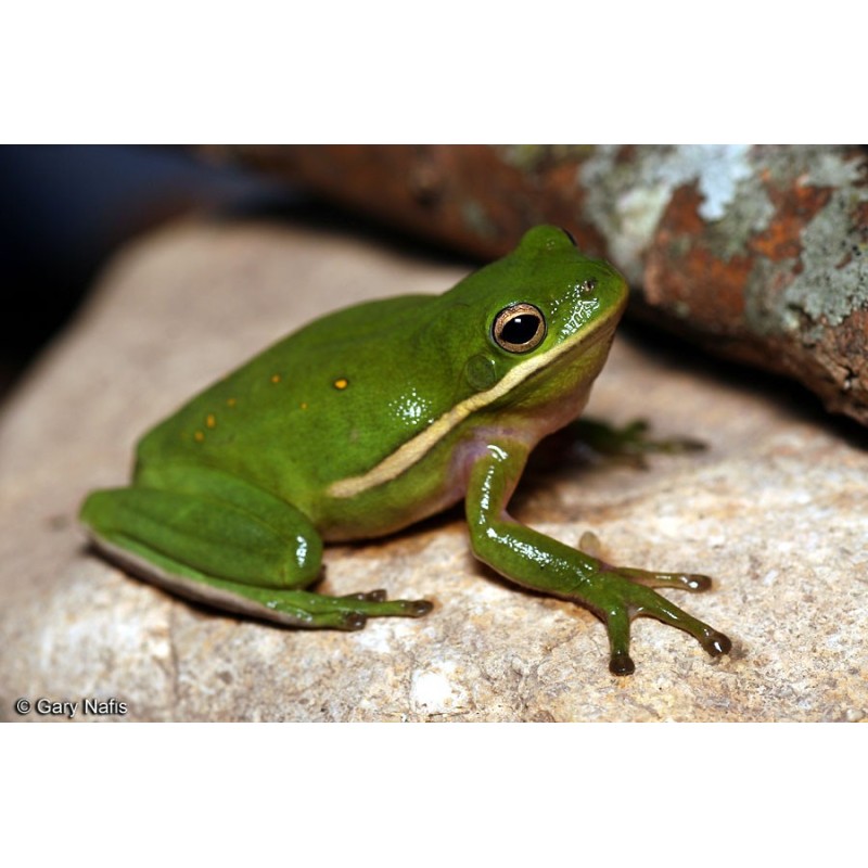 Hyla cinerea (raganella americana) M-L