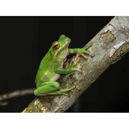 Hyla cinerea (raganella americana) M-L