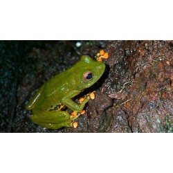 Hyperolius sp tree frog