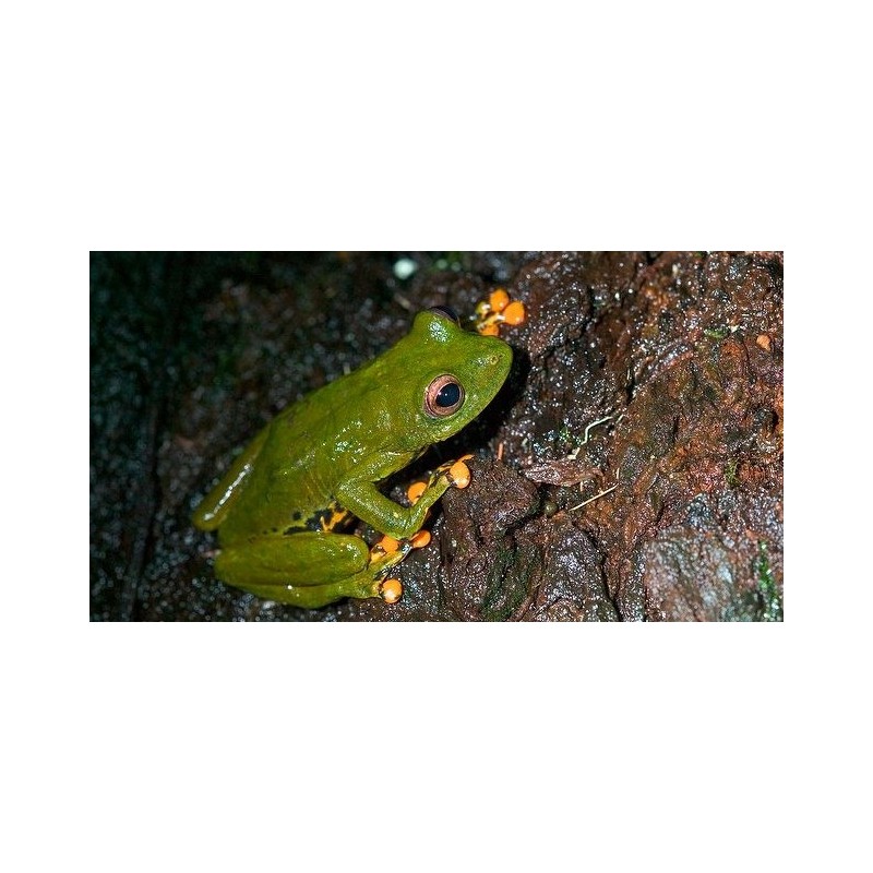 Hyperolius sp tree frog