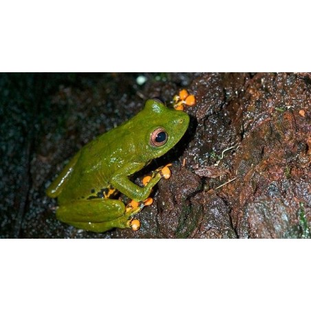 Hyperolius sp tree frog