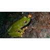 Hyperolius sp tree frog