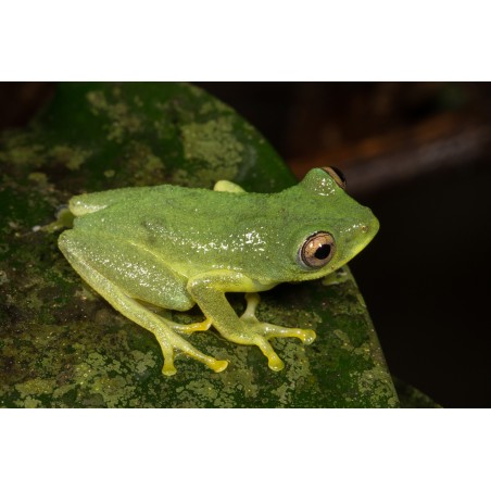 Hyperolius sp tree frog