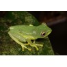 Hyperolius sp tree frog
