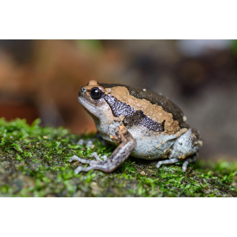 Kaloula pulchra asia bull frog M