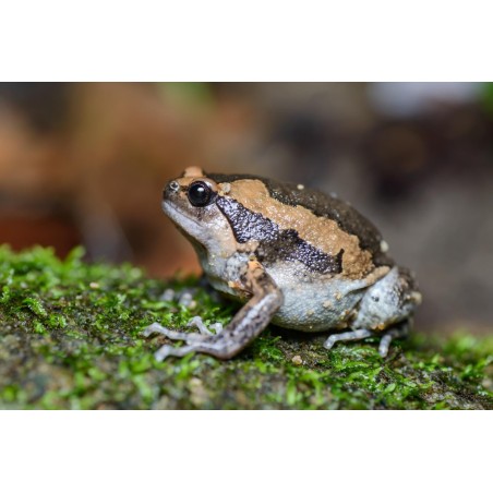 Kaloula pulchra asia bull frog M