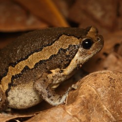 Kaloula pulchra asia bull frog M