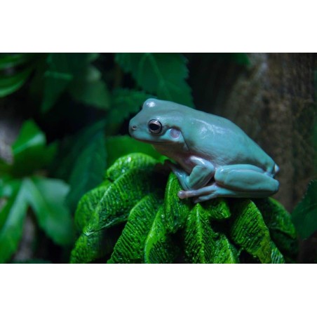 Litoria caerulea  L