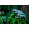 Litoria caerulea  L