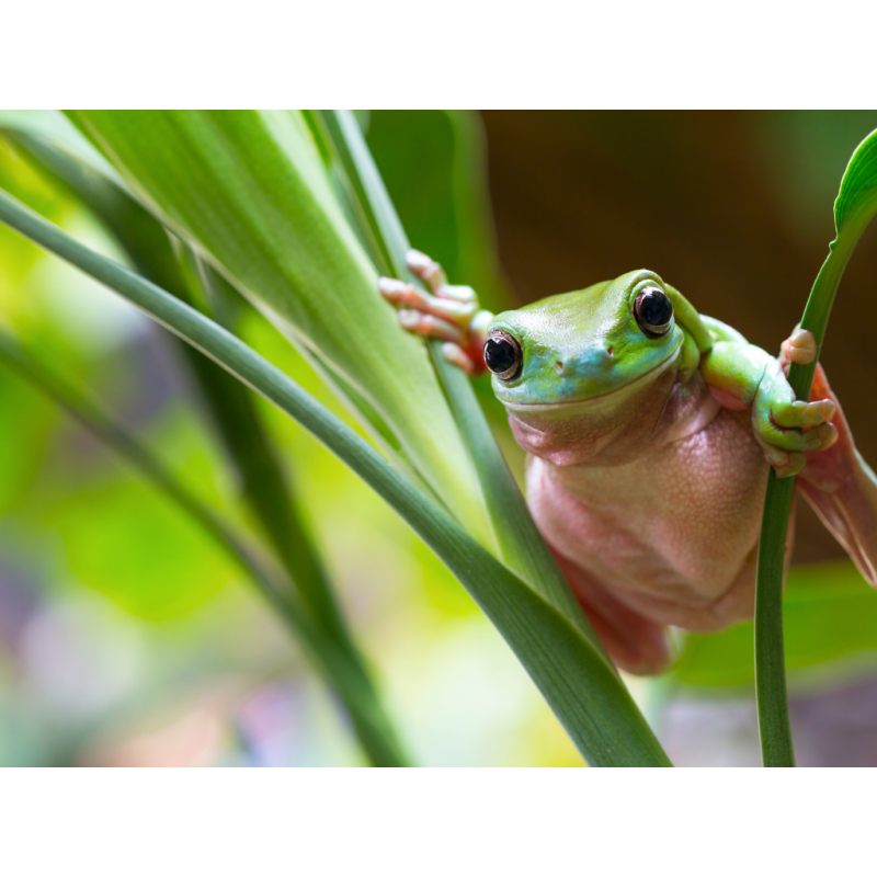 Litoria caerulea  L