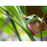 Litoria caerulea  L
