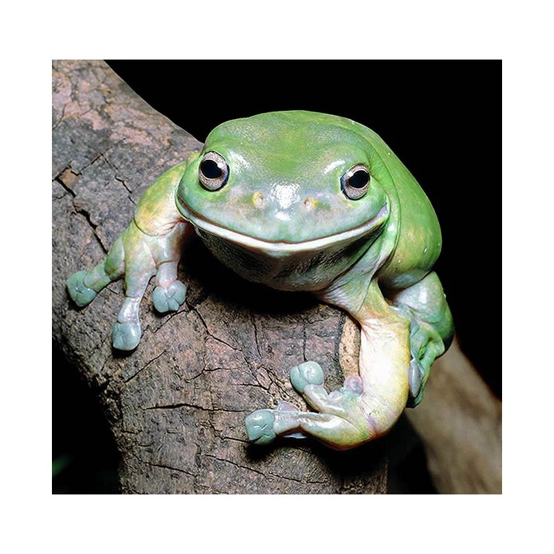 Litoria caerulea  L