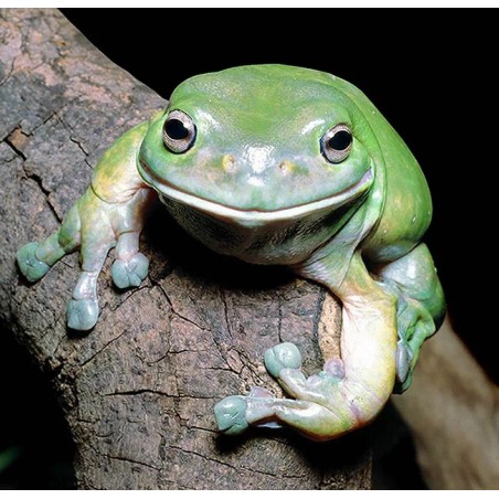 Litoria caerulea  L