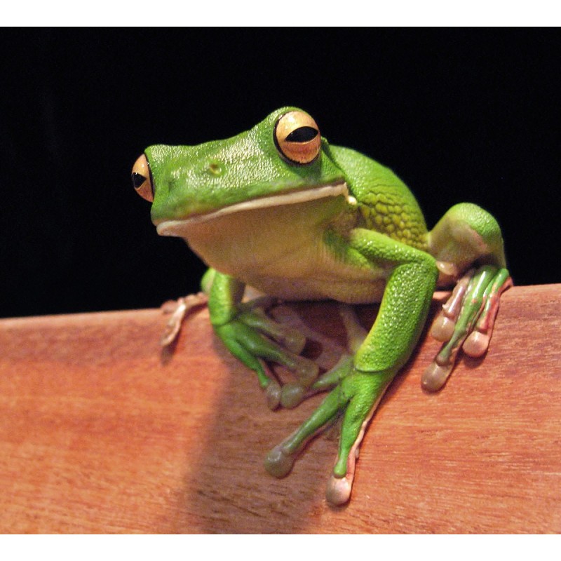 Litoria infrafrenata australian giant tre L