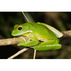 Litoria infrafrenata australian giant tre L