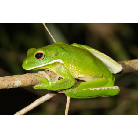 Litoria infrafrenata australian giant tre L