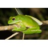 Litoria infrafrenata australian giant tre L