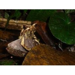 Megophrys montana S-M