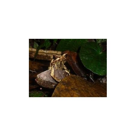 Megophrys montana S-M